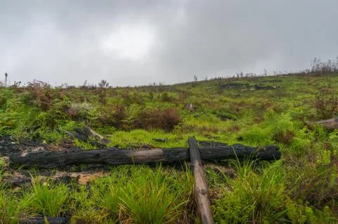 Dead burnt tree logs with new lush green grass Stock Photos