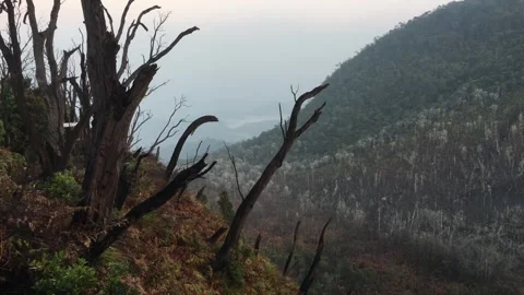 Dead Burnt Trees on a Mountain Slope with Misty Hills View Video stock 346676128