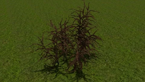 Dead Bush Shrub On Grass 3D Render Asset Stock Footage 346442672