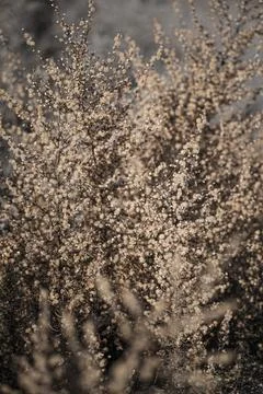 Dead bush in winter Stock Photos
