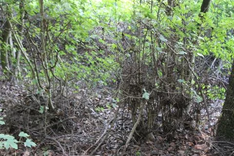 Dead bushes in a forest Foto stock
