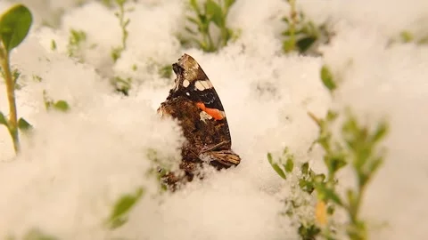 Dead Butterfly in Falling Snow Symbolizing Winter, Climate Change, Fragile Life Stock Footage 324617070