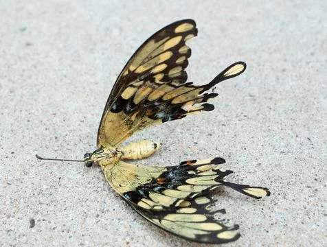 Dead Butterfly Stock Photos