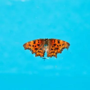 Dead butterfly on surface of water Stock Photos