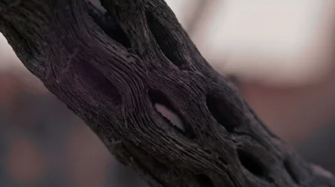 Dead cactus branch abstract texture wilderness Stock Footage 34212174