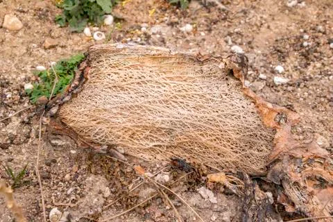 Dead Cactus Stock Photos