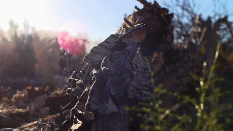 Dead Cactus Sonora Desert Stock-Footage 97850307