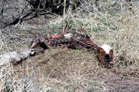 Dead calf Stock Photos