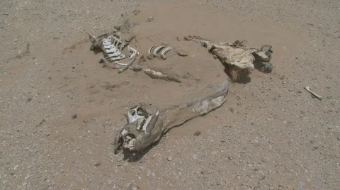 Dead Camel 1 Stock Footage 459763