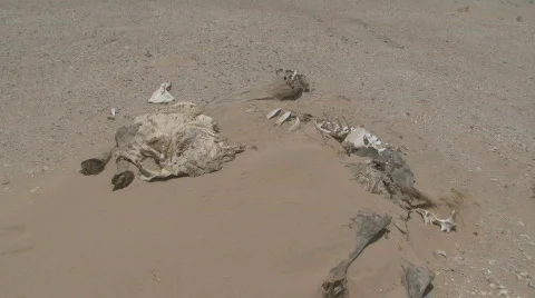 Dead Camel 2 Stock Footage 459753