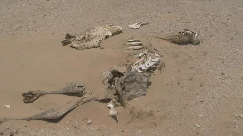 Dead Camel 3 Stock Footage 459779