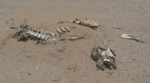 Dead Camel 4 Stock Footage 459804