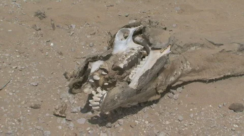 Dead Camel 5 Stock Footage 460309