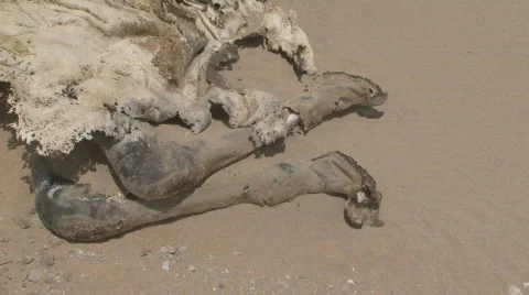 Dead Camel 6 Stock Footage 460319