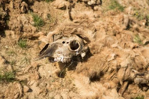 Dead camel in the steppe. Camel bones on the ground Stock Photos