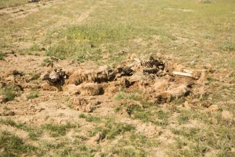 Dead camel in the steppe. Camel bones on the ground Stock Photos
