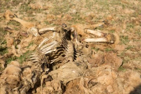 Dead camel in the steppe. Camel bones on the ground Stock Photos