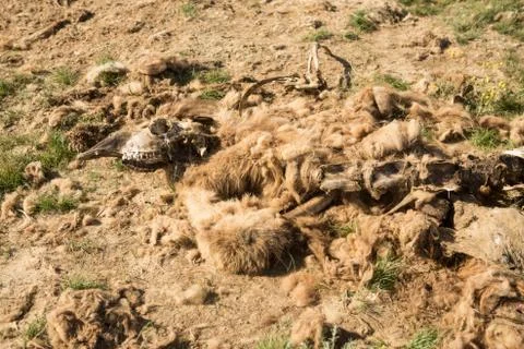 Dead camel in the steppe. Camel bones on the ground Foto stock