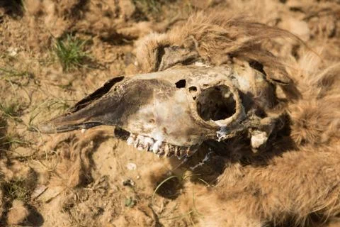 Dead camel in the steppe. Camel bones on the ground Stock Photos