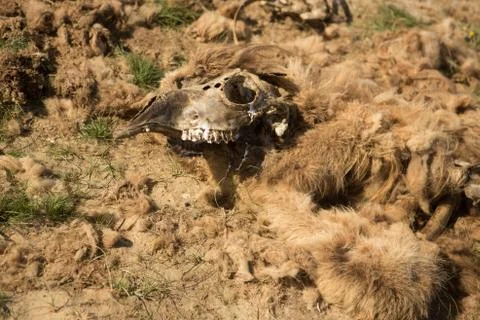 Dead camel in the steppe. Camel bones on the ground Stock Photos