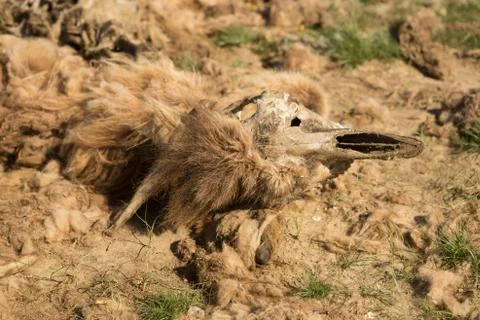 Dead camel in the steppe. Camel bones on the ground Stock Photos