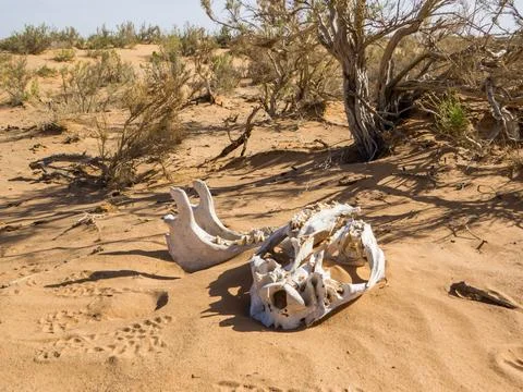 Dead camel's bones Stock Photos
