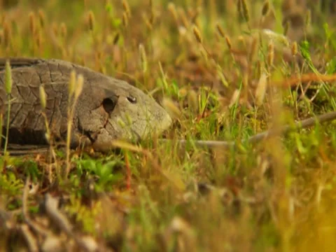 Dead Carp 1 Stock Footage 8692463