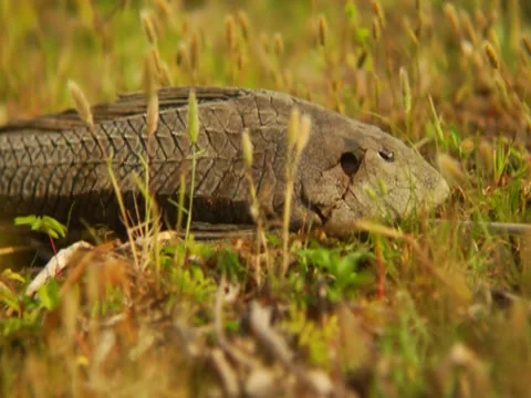 Dead Carp 2 Stock Footage 8693211