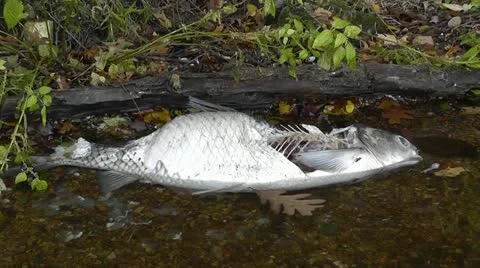 Dead Carp Fish Video stock 12373624