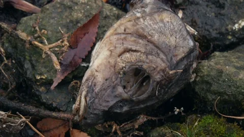 Dead Carp Fish Lying on Wet Rocks and next to Autumn Leaves, Japan, 4K Vidéo 131024347