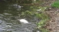 Dead Carp Fish On The Shores Of Lake Kawaguchi 02 4k or 4k+ Resolution
