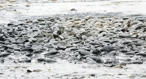 Dead carp Stockfoto's