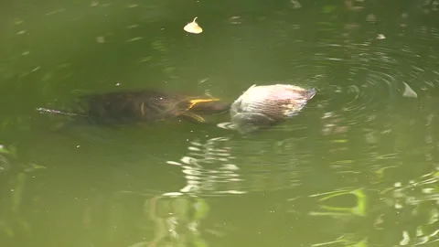 Dead Carp Turtles Eating Stuck Mississippi Red-Eared Sliders Stock Footage 332843055