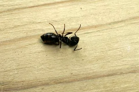 Dead carpenter ant Stock Photos