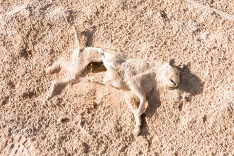 Dead Cat in Empty Quarters in Oman Stock Photos