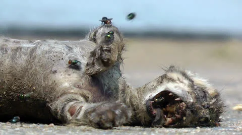 Dead cat Vídeo Stock 23353279