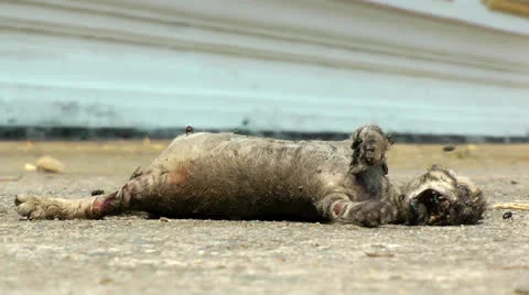 Dead cat Stock Footage 23363938