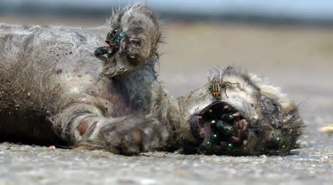 Dead cat Stock Footage 23380376