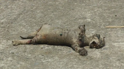 Dead cat Stock Footage 23381748