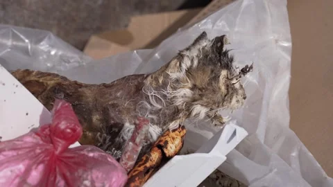 A dead cat in a garbage dump. Disposal of biological hazardous waste Stock Footage 321267612