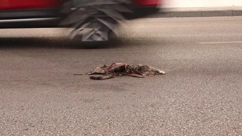 Dead cat on the highway. kitten or toad was hit by a car. Carcass of animal Stock Footage 249930071