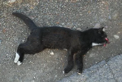 Dead cat lying at side of the road Stock Photos
