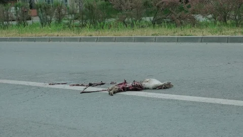 Dead cat on road with white stroke surrounded by flies. Bowels exposed. Road acc Stock Footage 129198636