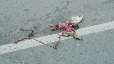Dead cat on road with white stroke surrounded by flies. Bowels exposed. Road acc Stock Footage 129198955
