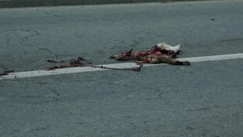 Dead cat on road with white stroke surrounded by flies. Bowels exposed. Road acc Stock Footage 129198989