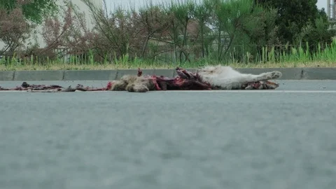 Dead cat on road with white stroke surrounded by flies. Bowels exposed. Road acc Stock Footage 129199040