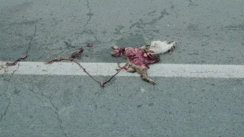 Dead cat on road with white stroke surrounded by flies. Bowels exposed. Stock Footage 129199192