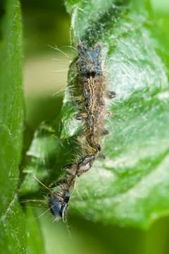 Dead caterpillar Stock Photos