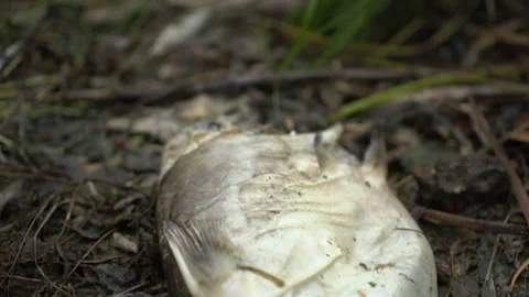 Dead catfish decompose on the shore. Ecological disaster mass death of fish. Stock Footage 158553631