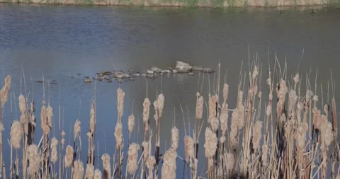 Dead Cattails in Sharp Foreground with River and Ducks in Background, Soft Flowi Stockbeeldmateriaal 333265926